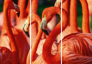 Akustikbild Slim Flamingos 