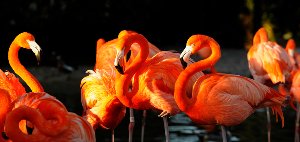 Akustikbild Slim Flamingos 