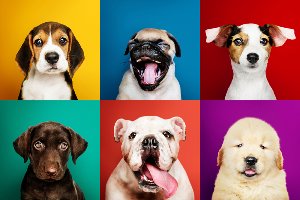 Akustikbild Slim Lustige Hunde 