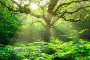 Akustikbild Slim Baum im Wald 