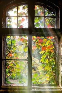 Akustikbild Slim Fenster mit Laub