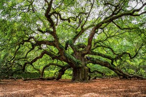 Akustikbild Slim Verzweigter Baum