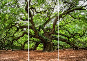 Akustikbild Slim Verzweigter Baum