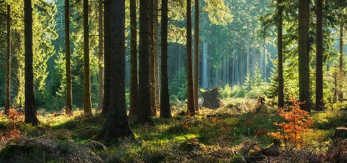 Akustikbild Slim Herbstwald 