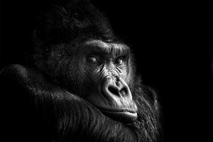 Akustikbild Slim Gorilla 