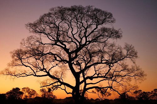 Akustikbild Slim Gigantischer Baum im Sonnenuntergang