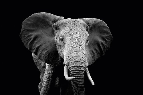 Eléphant majestueux 