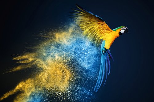 Perroquet en bleu et jaune 