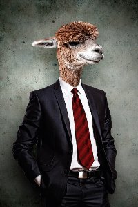 Akustikbild Slim Lama im Anzug 