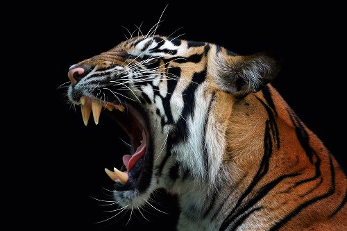 Tigre qui ronronne 