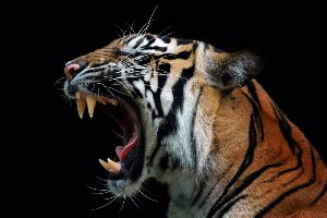 Akustikbild Slim Fauchender Tiger