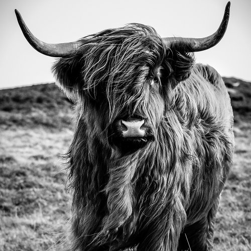 Highland cattle 