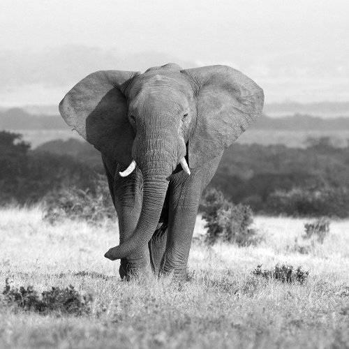 Elephant in the steppes 