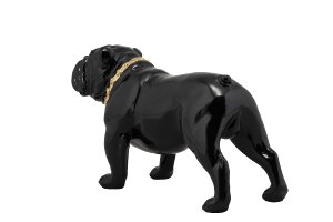 Bulldog with golden collar 