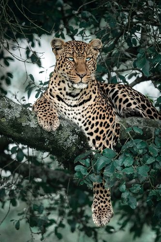 Leopard in a tree 