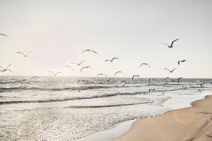 Seagulls over the sea 