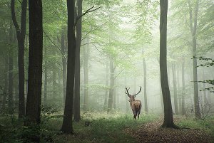Hirsch im morgendlichen Wald 