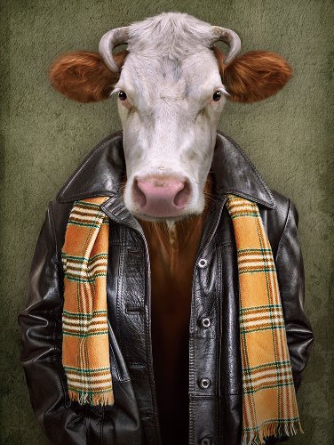 Cattle with leather jacket 