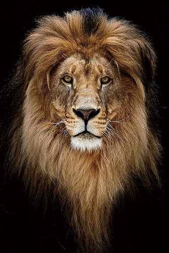 Portrait du Roi Lion 