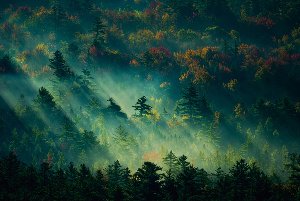 Mystischer Wald im Sonnenaufgang
