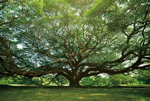 Gigantischer Baum 