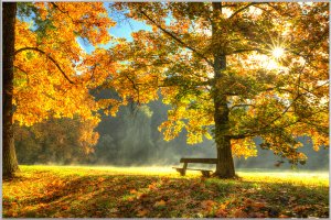 Lever de soleil dans la forêt d'automne