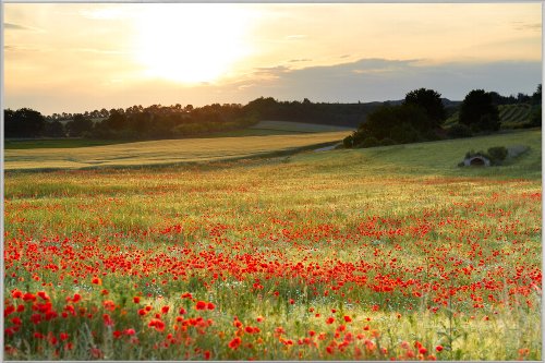 Bild & Rahmen Wiese mit Mohn 