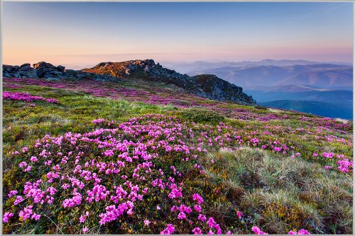 Alpine Landscape with Purple Flowers