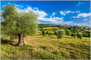 Beautiful Tuscan countryside 
