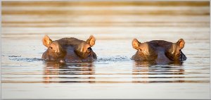2 hippopotames 
