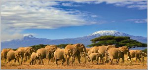 Big elephant family in the savanna