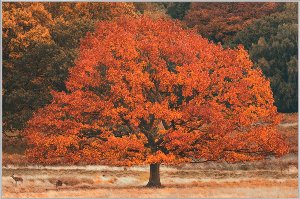 Herbstbaum 