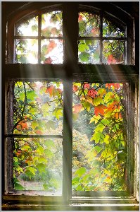 Window with leaves 