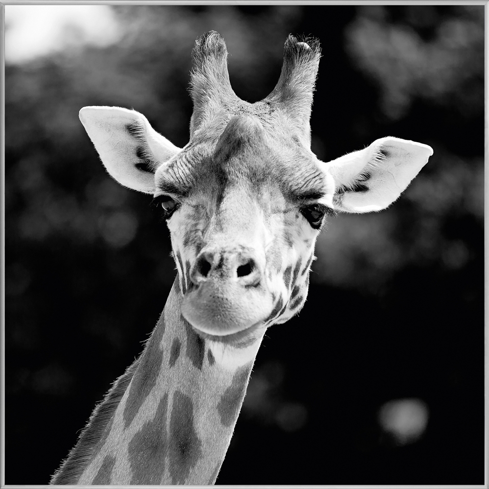 Couverture girafe taggie étiquettes ruban sensorielles noir blanc