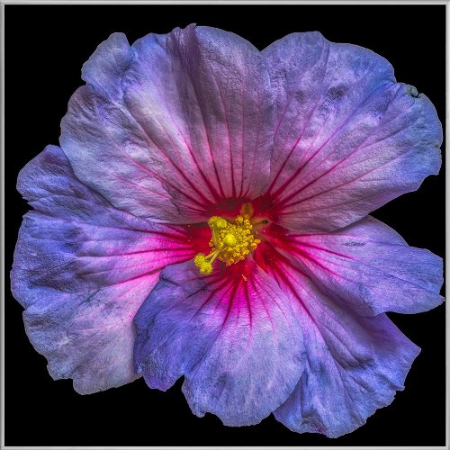 Hibiskusblüte in blau und rosa 