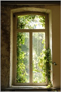 Windows overgrown with foliage 