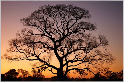 Gigantischer Baum im Sonnenuntergang