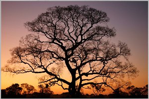 Bild & Rahmen Gigantischer Baum im Sonnenuntergang