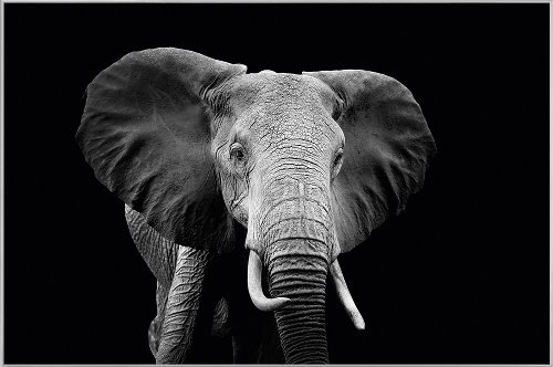Majestic elephant 