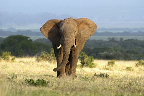Elefant in der Steppe 