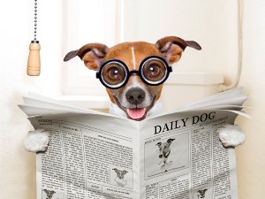 Dog reading newspaper 