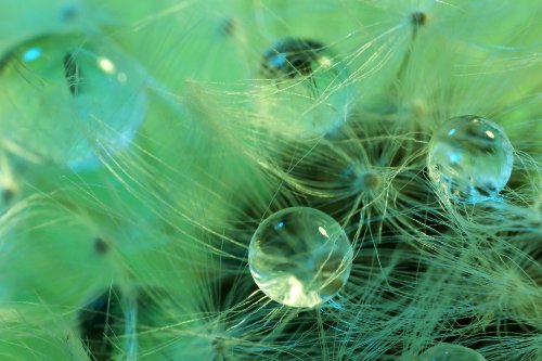 Perles d'eau sur plante délicate