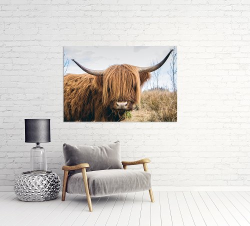 Scottish highland cattle 