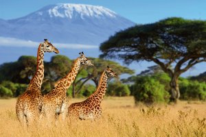 Giraffes in the savannah 
