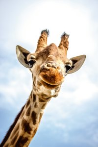 Girafe souriante 