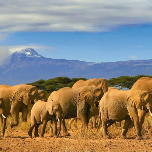 big elephant family in the savanna