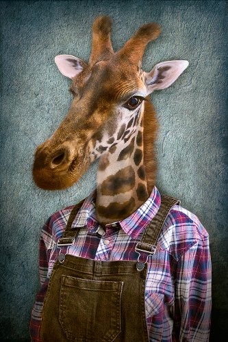 Giraffe with dungarees 
