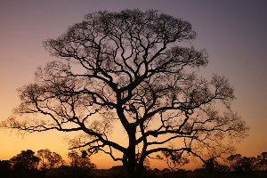 Acrylglasbild Gigantischer Baum im Sonnenuntergang