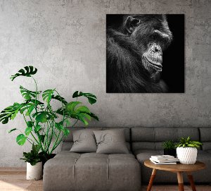 Chimpanzé pensif 