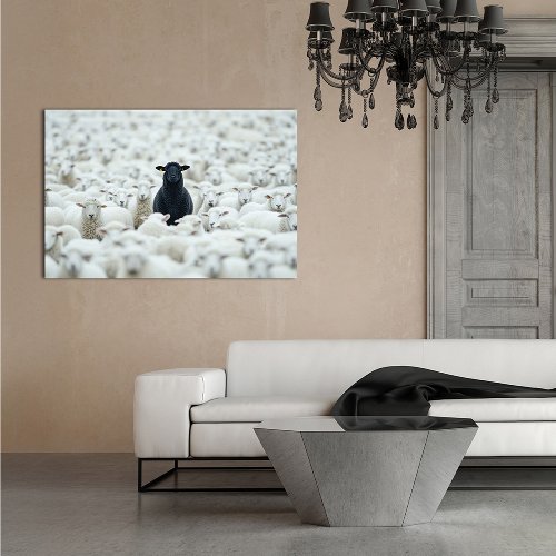 Black Sheep 